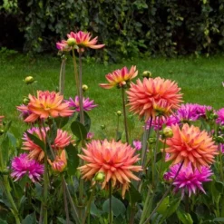Dahlia 'Karma Sangria' -Tree Bower Sales x600 21112