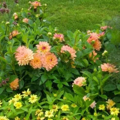 Dahlia 'Melody Dora' 6 Dahlia 'Melody Dora' -Tree Bower Sales x600 21118