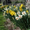 The Works Daffodil Mix, Southern Style