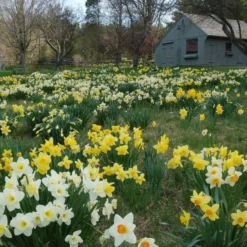 The Works Daffodil Mix -Tree Bower Sales x600 21135 1