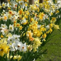 Professional's Naturalizing Daffodil Mix -Tree Bower Sales x600 21137 1