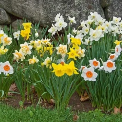 The Works Daffodil Mix, Southern Style -Tree Bower Sales x600 21138