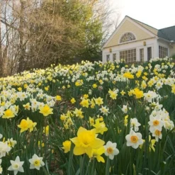 The Works Daffodil Mix -Tree Bower Sales x600 21139 1