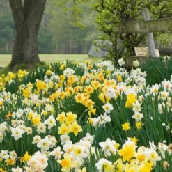 The Works Daffodil Mix, Southern Style -Tree Bower Sales x600 21140