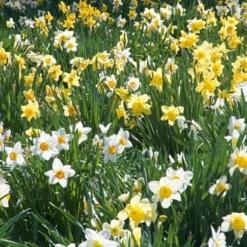 The Works Daffodil Mix -Tree Bower Sales x600 21141 1