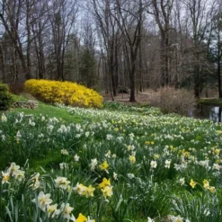 The Works Daffodil Mix -Tree Bower Sales x600 21142 1