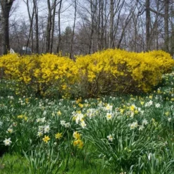 The Works Daffodil Mix -Tree Bower Sales x600 21143