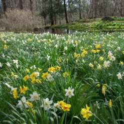 The Works Daffodil Mix, Southern Style -Tree Bower Sales x600 21144