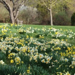Professional's Naturalizing Daffodil Mix -Tree Bower Sales x600 21147