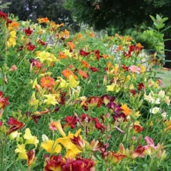 Crescendo Daylily (Hemerocallis) Collection -Tree Bower Sales x600 21190