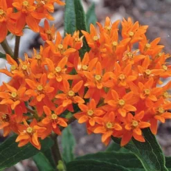 Asclepias Tuberosa 10 Asclepias Tuberosa -Tree Bower Sales x600 21198