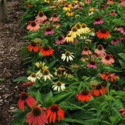 Echinacea 'Cheyenne Spirit' -Tree Bower Sales x600 21202