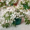 Jasmine In A Hanging Pot
