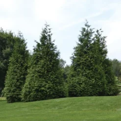 Thuja 'Green Giant' -Tree Bower Sales x600 21257