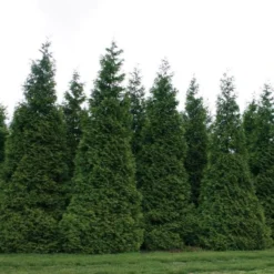 Thuja 'Green Giant' -Tree Bower Sales x600 21258