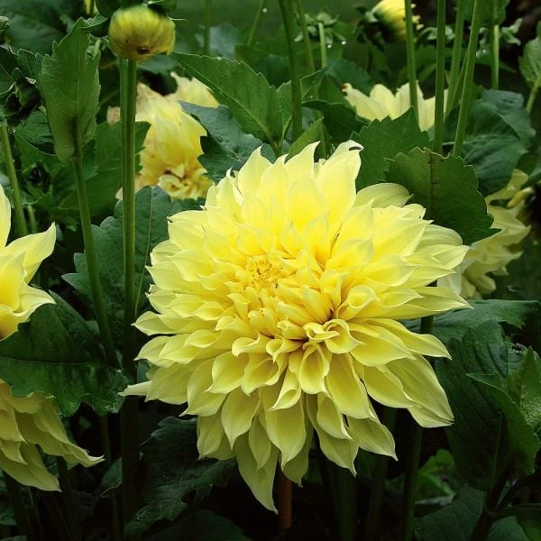Dahlia 'Kelvin Floodlight' 1 Dahlia 'Kelvin Floodlight'