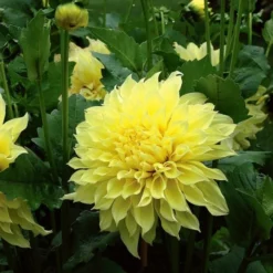 Dinnerplate Dahlia Collection 4 Tubers -Tree Bower Sales x600 21279