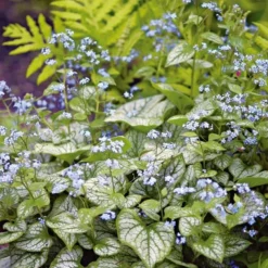 Brunnera Macrophylla 'Jack Frost' 9 Brunnera Macrophylla 'Jack Frost' -Tree Bower Sales x600 21308