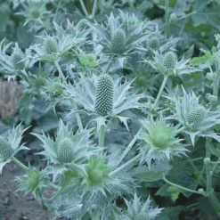 Eryngium Giganteum Miss Willmott's Ghost 5 Eryngium Giganteum Miss Willmott's Ghost -Tree Bower Sales x600 21314