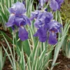 Iris Pallida 'Argentea Variegata'
