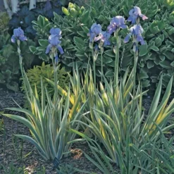 Iris Pallida 'Variegata Aurea' -Tree Bower Sales x600 21350