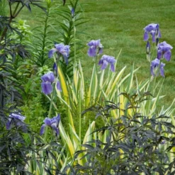 Iris Pallida 'Variegata Aurea' -Tree Bower Sales x600 21351