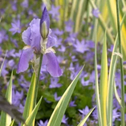 Iris Pallida 'Variegata Aurea' -Tree Bower Sales x600 21352