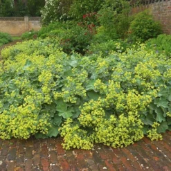 Alchemilla Mollis -Tree Bower Sales x600 21356