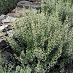 Calamintha Nepeta Subsp. Nepeta -Tree Bower Sales x600 21363