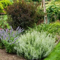 Calamintha Nepeta Subsp. Nepeta -Tree Bower Sales x600 21364