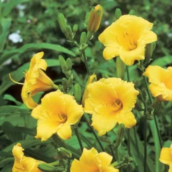 Hemerocallis (Daylily) 'Stella De Oro' - Reblooming -Tree Bower Sales x600 21411