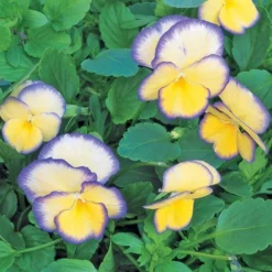 Viola 'Etain' -Tree Bower Sales x600 21414