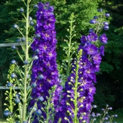 Delphinium Magic Fountains Strain -Tree Bower Sales x600 21444