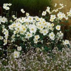 Anemone X Hybrida 'Honorine Jobert' 7 Anemone X Hybrida 'Honorine Jobert' -Tree Bower Sales x600 21458