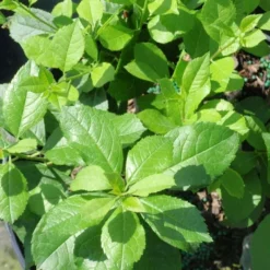 Compact Winterberry Duo -Tree Bower Sales x600 21471 1