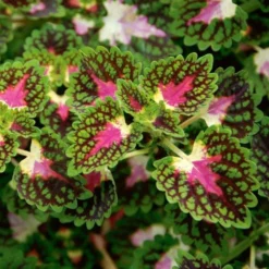 Hummingbird Annual Collection -Tree Bower Sales x600 21473