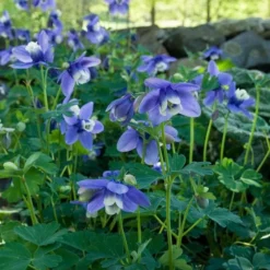 Aquilegia 'Blue Butterflies' -Tree Bower Sales x600 21478