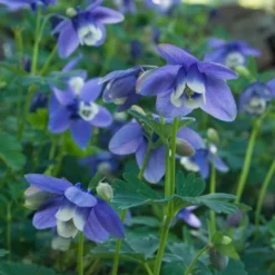 Aquilegia 'Blue Butterflies' -Tree Bower Sales x600 21479