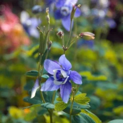 Aquilegia 'Blue Butterflies' -Tree Bower Sales x600 21480