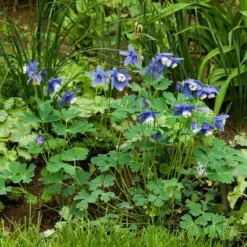 Aquilegia 'Blue Butterflies' -Tree Bower Sales x600 21481