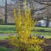 Forsythia X Intermedia Show Off®