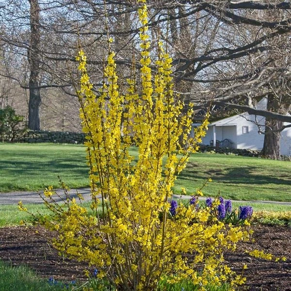 Forsythia X Intermedia Show Off® 1 Forsythia X Intermedia Show Off®