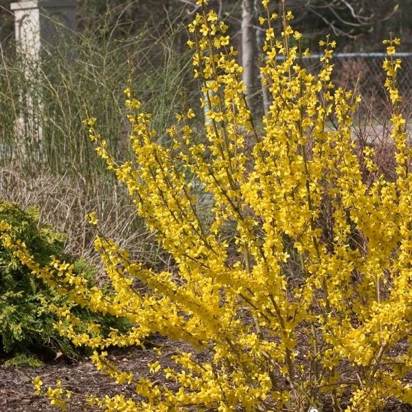 Forsythia X Intermedia Show Off® 2 Forsythia X Intermedia Show Off® - Image 2