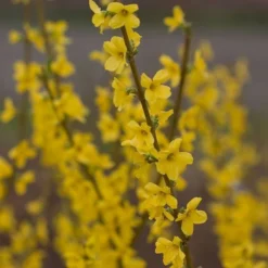 Forsythia X Intermedia Show Off® 6 Forsythia X Intermedia Show Off® -Tree Bower Sales x600 21488