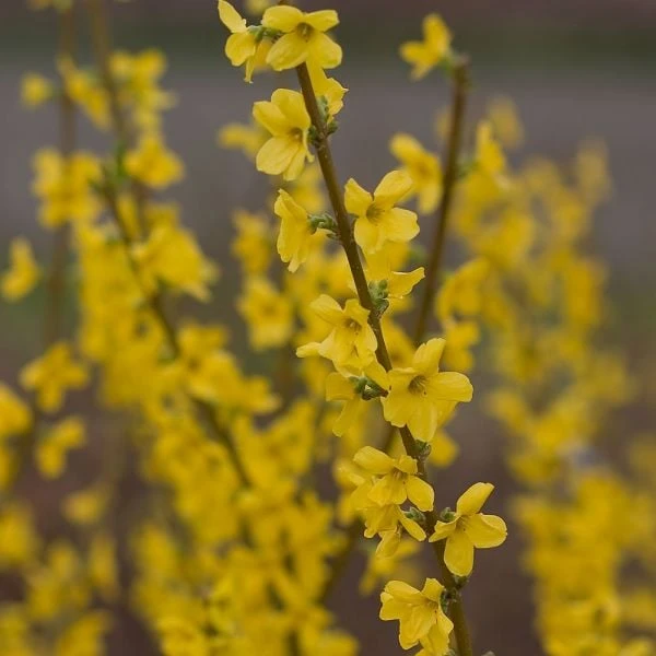 Forsythia X Intermedia Show Off® 3 Forsythia X Intermedia Show Off® - Image 3