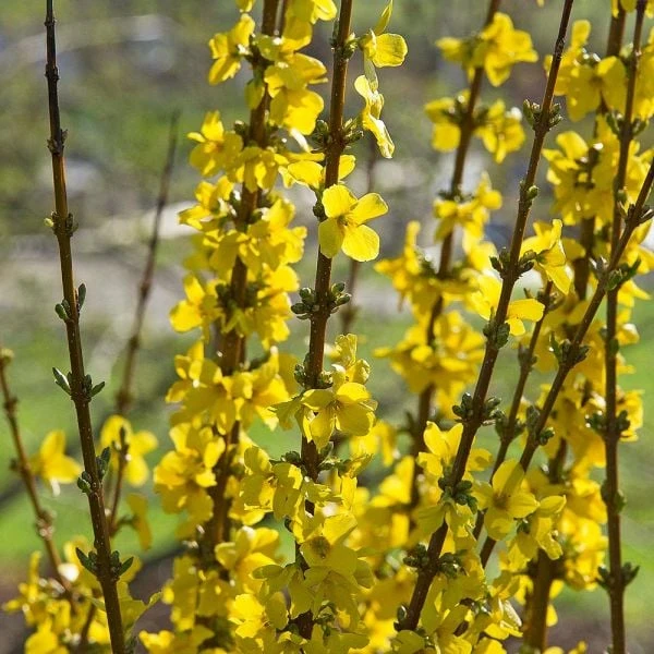 Forsythia X Intermedia Show Off® 4 Forsythia X Intermedia Show Off® - Image 4