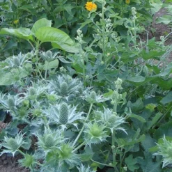 Eryngium Giganteum Miss Willmott's Ghost