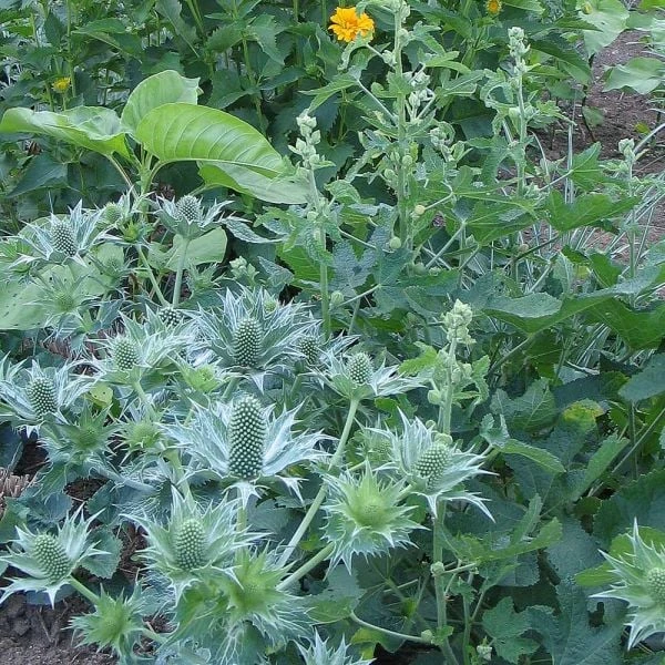 Eryngium Giganteum Miss Willmott's Ghost 1 Eryngium Giganteum Miss Willmott's Ghost