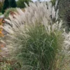 Ornamental Grass: Miscanthus Sinensis 'Silver Feather'