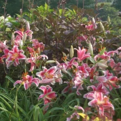 Lilium 'Stargazer' -Tree Bower Sales x600 21519